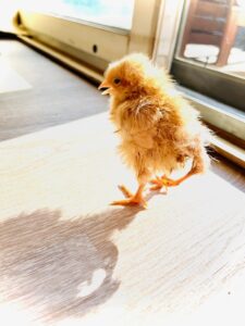 Trey, our little 3 legged wonder, who shows us different is beautiful.