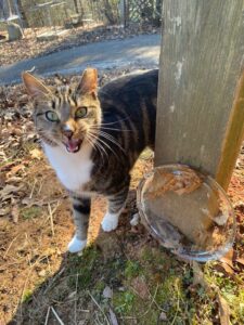 Bridgette the formerly fractious feline enjoying her realm.
