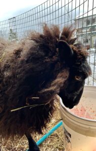 LuluTutu our stunning eldest ewe.