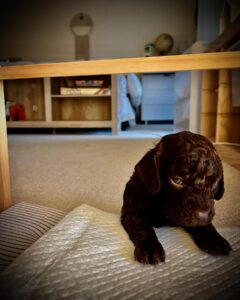 Foster puppy Archibald unsure about the puparrazi.