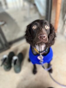 Molly, mama dog, eyes wide open to a beautiful life ahead, free from being bred.