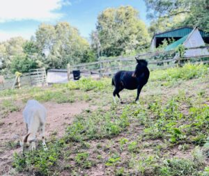 Eversole and Baby June have lived their whole little lives at sanctuary. 