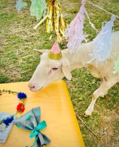 Lena loving the Ewe Birthday Parties are thing here!