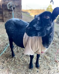 LuluTutu's first shear here...sheared only for her comfort, plus sweatshirt hack to keep her cozy.