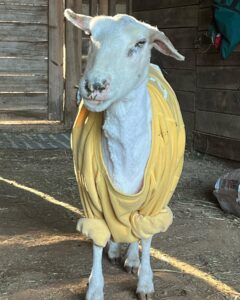 Rosie, our first ewe, ready for her close up and a snuggle.