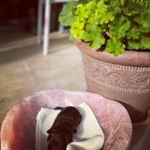 New life blessing the rose quartz bowl.
